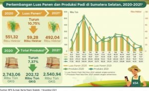Produksi Padi di Sumsel Tahun 2021 Turun Lebih Dari 7%
