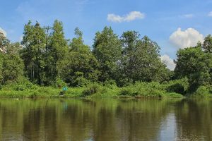 Pagi yang Segar Bersama Kera Ekor Panjang di Hutan Punti Kayu Palembang