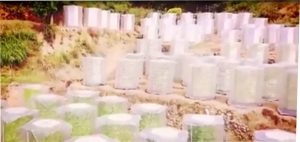 Pertanian Sistem Aeroponik Dalam Green House Mini