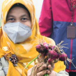 Produksi Food Estate Bawang Merah di Temanggung di Atas Rata-rata Nasional