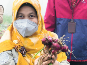 Produksi Food Estate Bawang Merah di Temanggung di Atas Rata-rata Nasional