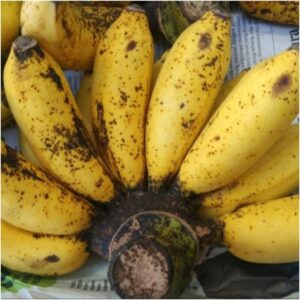 Memetik 15 Manfaat Dari Pisang Susu