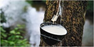 Harga Karet di Sumatera Selatan 4 Maret 2022