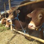 Antisipasi Hewan Qurban Aman dari PMK, Pemkot Palembang Turunkan Tim Pengawas