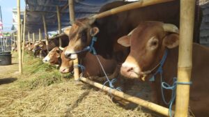 Antisipasi Hewan Qurban Aman dari PMK, Pemkot Palembang Turunkan Tim Pengawas