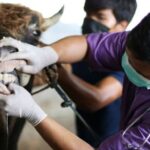 Ingin Beli Hewan Kurban, Tanyakan Surat Keterangan Sehat