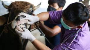 Ingin Beli Hewan Kurban, Jangan Lupa Tanyakan Surat Keterangan Sehat