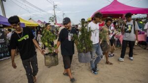 Thailand Panik Usai Legalkan Ganja