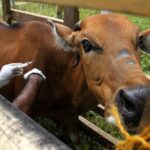 Waspada, Seribuan Sapi di Palembang Terpapar Virus PMK