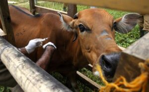 Waspada, Seribuan Sapi di Palembang Terpapar Virus PMK