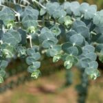 Yuk, Kenali Daun Eucalyptus yang Disebut Ridwal Kamil Wanginya Keluar dari Jasad Eril