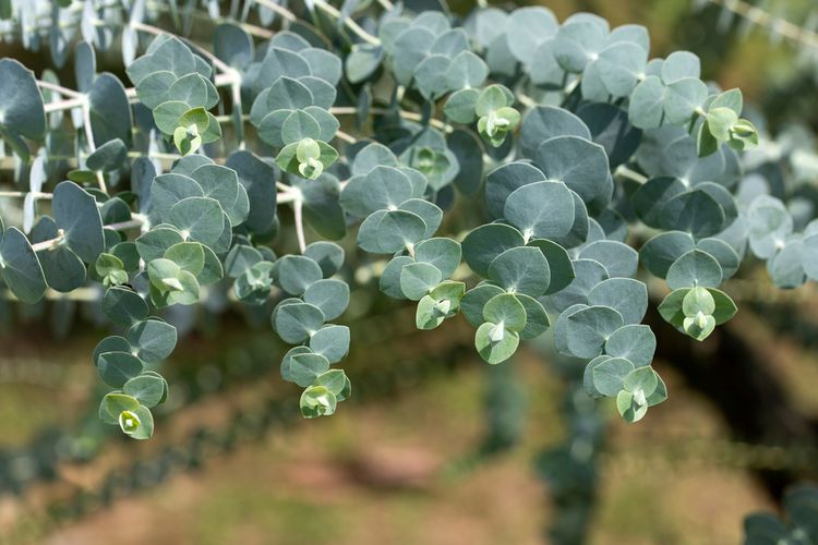 Yuk, Kenali Daun Eucalyptus yang Disebut Ridwal Kamil Wanginya Keluar dari Jasad Eril