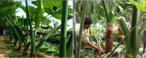 Ketahanan Pangan: Indonesia Perlu Belajar Dengan Rusia (Bagian III)