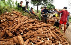 Kurangi Impor Gandum dan Kembangkan Industri Pengolahan Pangan Kearifan Lokal