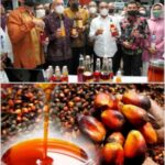 Manfaat dan Apa Itu Minyak Makan Merah