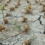 BMKG Sumsel Prakirakan Juli-Agustus Puncak Musim Kemarau, Ada Potensi Badai El Nino