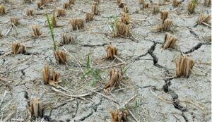 BMKG Sumsel Prakirakan Juli-Agustus Puncak Musim Kemarau, Ada Potensi Badai El Nino