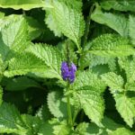 Daun Pecut Kuda dan Khasiatnya