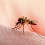 Waspada, Kasus DBD di Palembang Melonjak Mayoritas Anak-anak dan Remaja