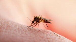 Waspada, Kasus DBD di Palembang Melonjak Mayoritas Anak-anak dan Remaja