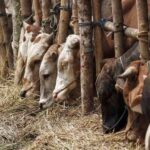 4 Tips Memilih Hewan Kurban Sesuai Syariah