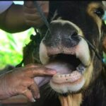 Cegah PMK Musim Hujan, DKPP Sumsel Perketat Pengawasan Sapi dan Kerbau
