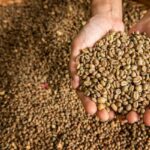 Ekspor Perdana: 40 Ton Kopi Sumsel Siap Tembus Pasar Malaysia