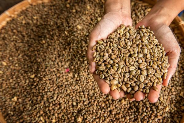 Ekspor Perdana: 40 Ton Kopi Sumsel Siap Tembus Pasar Malaysia