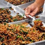 Serangga dalam Piring Makanan Bergizi Gratis Anak Sekolah