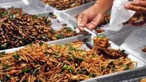 Serangga dalam Piring Makanan Bergizi Gratis Anak Sekolah