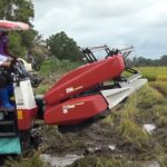Pemerintah Tegaskan Harga Gabah Tetap Rp6.500 Saat Panen Raya