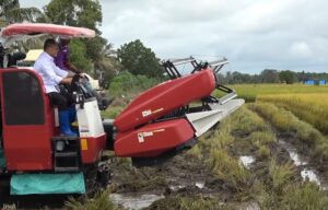 Pemerintah Tekankan Harga Gabah Tetap Rp6.500 Saat Panen Raya
