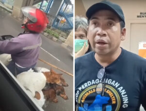 Viral, Anjing Dalam Karung Diduga Bakal Dijagal Aktivis Hewan Bereaksi