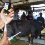 Berstatus Endemis, Begini Langkah Sumsel Atasi Virus PMK