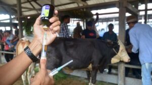 Berstatus Endemis, Begini Langkah Sumsel Atasi Virus PMK