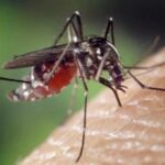 Dinkes Palembang Intensifkan Fogging Cegah Penyebaran Nyamuk Aedes Aegypti