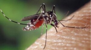 Dinkes Palembang Intensifkan Fogging Cegah Penyebaran Nyamuk Aedes Aegypti