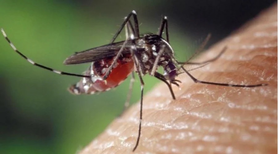 Dinkes Palembang Intensifkan Fogging Cegah Penyebaran Nyamuk Aedes Aegypti