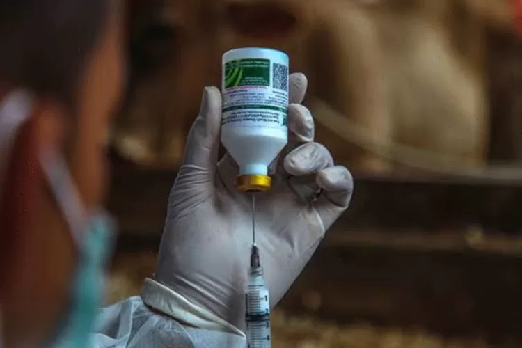 13 Ribu Dosis Vaksin PMK Tahap II Tiba di Sumsel Siap Didistribusikan