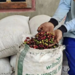 Dari Ladang ke Label Sumsel Serius Kembangkan Mutu Kopi