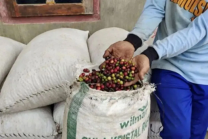 Dari Ladang ke Label: Sumsel Serius Kembangkan Mutu Kopi