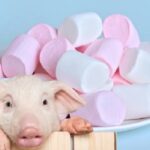 9 Produk Mengandung Babi Ditemukan Berlabel Halal, Disdag Sumsel Hentikan Penjualan