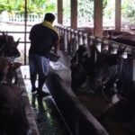 Pemkot Palembang Turunkan Tim Dokter Hewan, Pastikan Kurban Sehat dan Halal