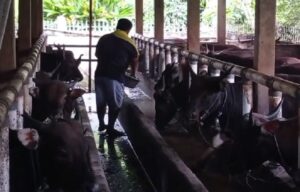 Pemkot Palembang Turunkan Tim Dokter Hewan, Pastikan Kurban Sehat dan Halal