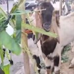 DKPP Ingatkan Masyarakat Risiko Beli Hewan Kurban di Pinggir Jalan