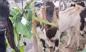 DKPP Sumsel Ingatkan Masyarakat Risiko Beli Hewan Kurban di Pinggir Jalan