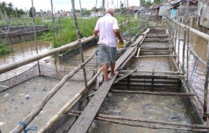 Produksi Ikan OKI Tertinggi di Sumsel, Patin Jadi Komoditas Primadona