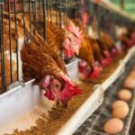 DKPP Target 75 Peternak Ayam Petelur Sumsel Bersertifikat NKV September Ini