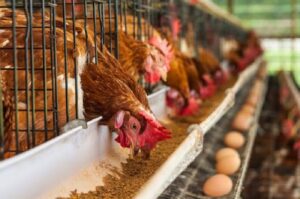 DKPP Target 75 Peternak Ayam Petelur Sumsel Bersertifikat NKV September Ini