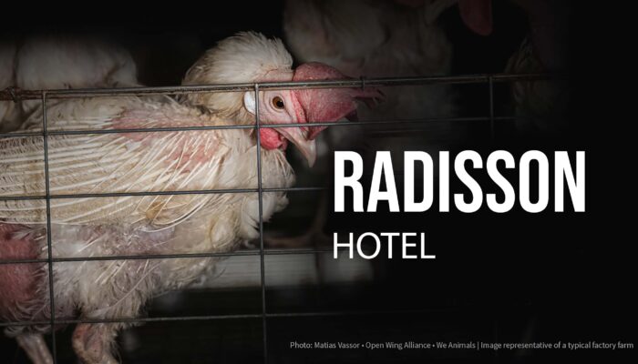 OWA Desak Radisson Hotel Group Tepati Komitmen Bebas Sangkar